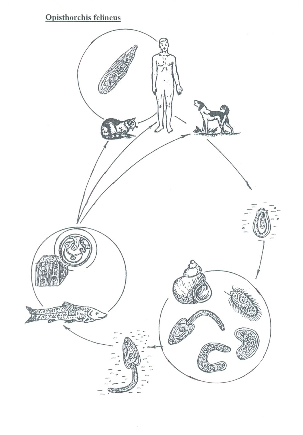 Dicrocoelium lanceatum цикл