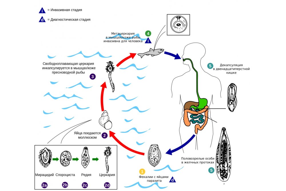 Схема жизненного цикла китайского сосальщика