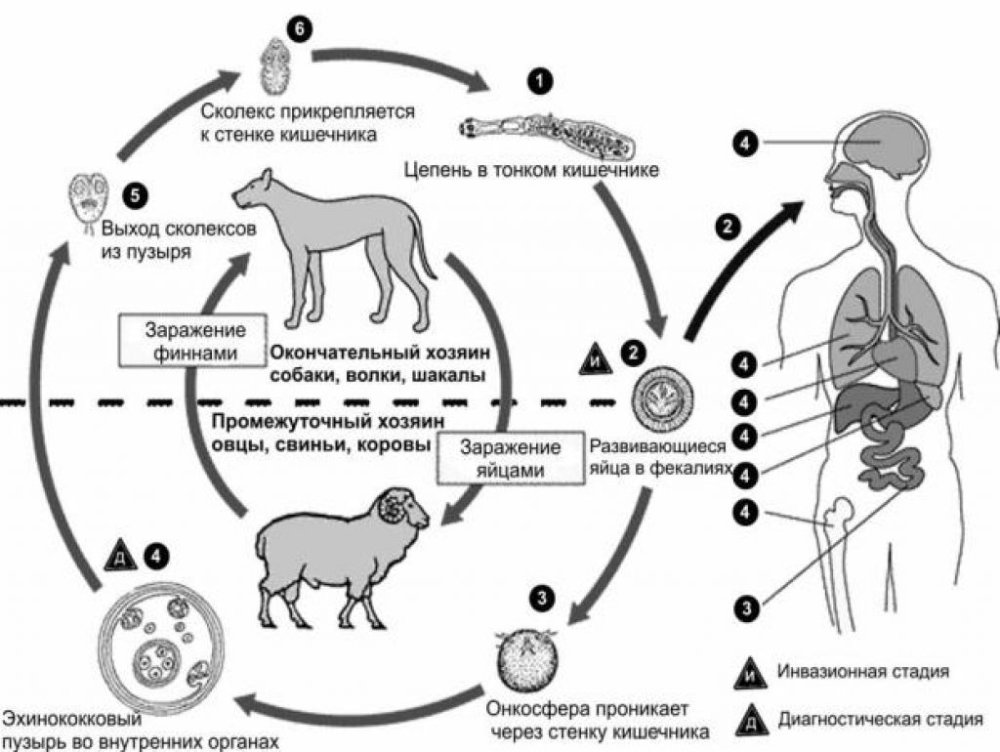 Цикл развития эхинококка схема