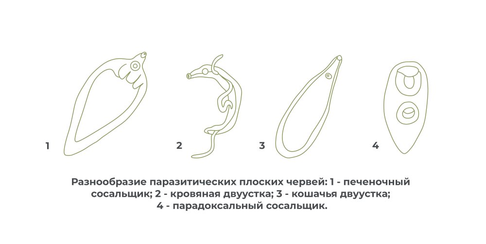 Паразитический плоский червь