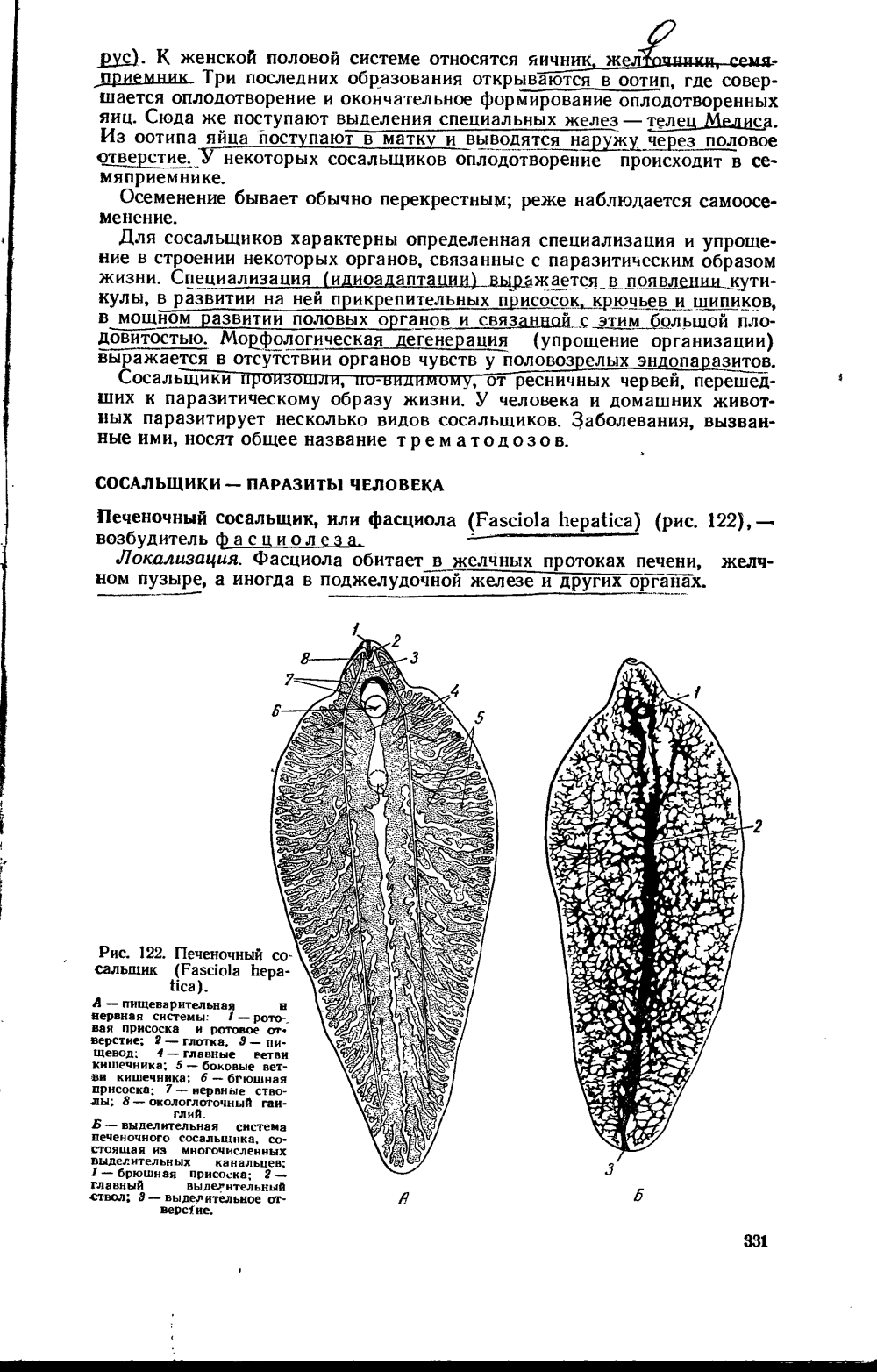 Печеночный сосальщик оотип